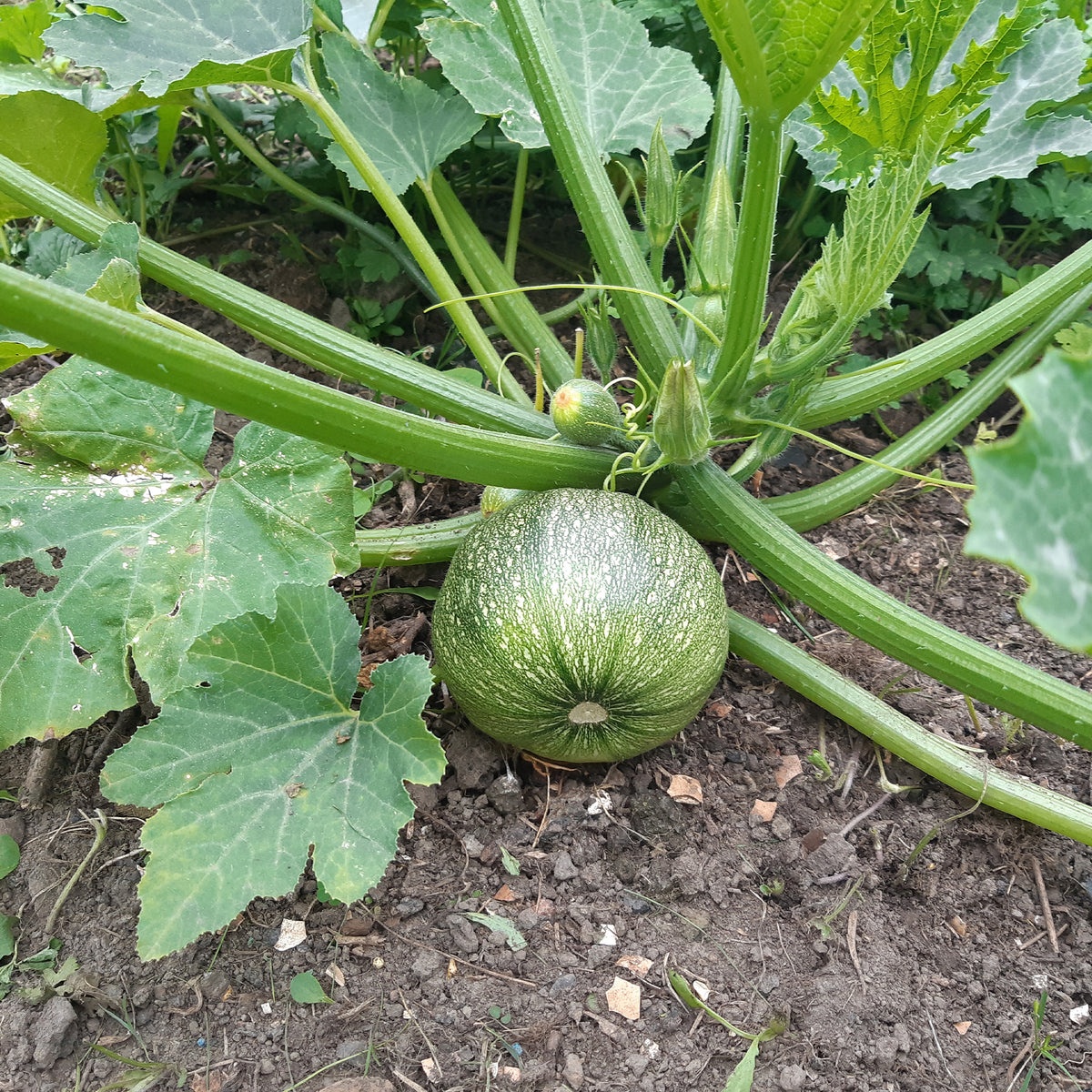 Ronde courgette