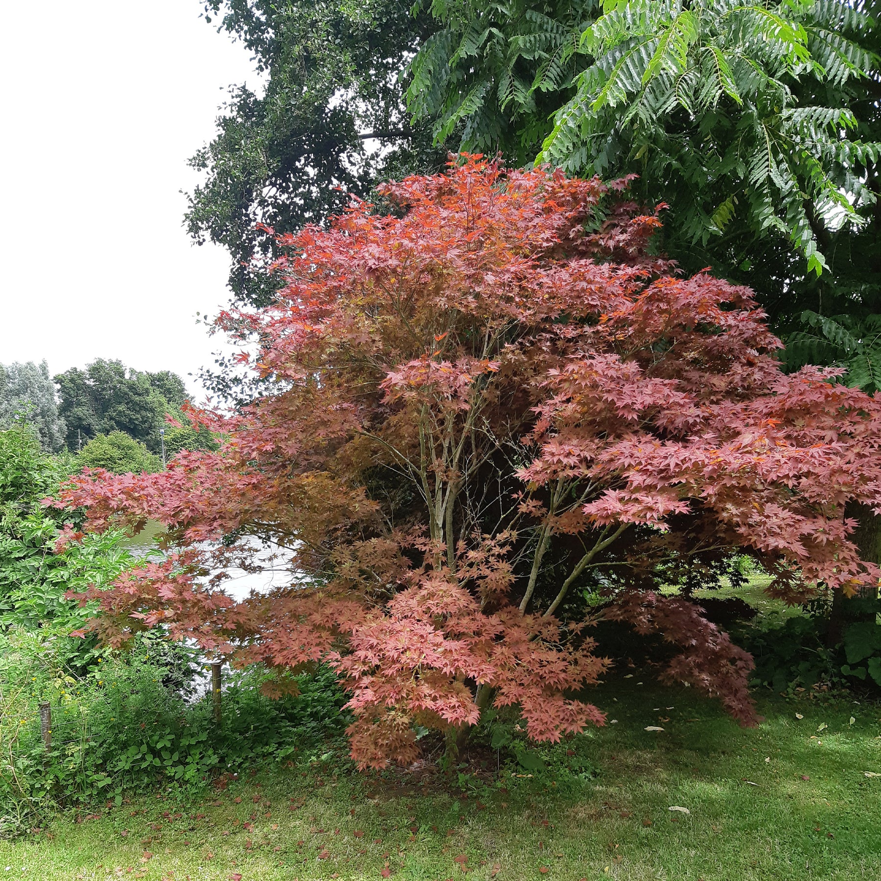 Japanse esdoorn 'Atropurpureum' - Japanse esdoorn - Willemse