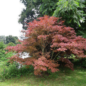 Japanse esdoorn 'Atropurpureum' - Japanse esdoorn - Willemse