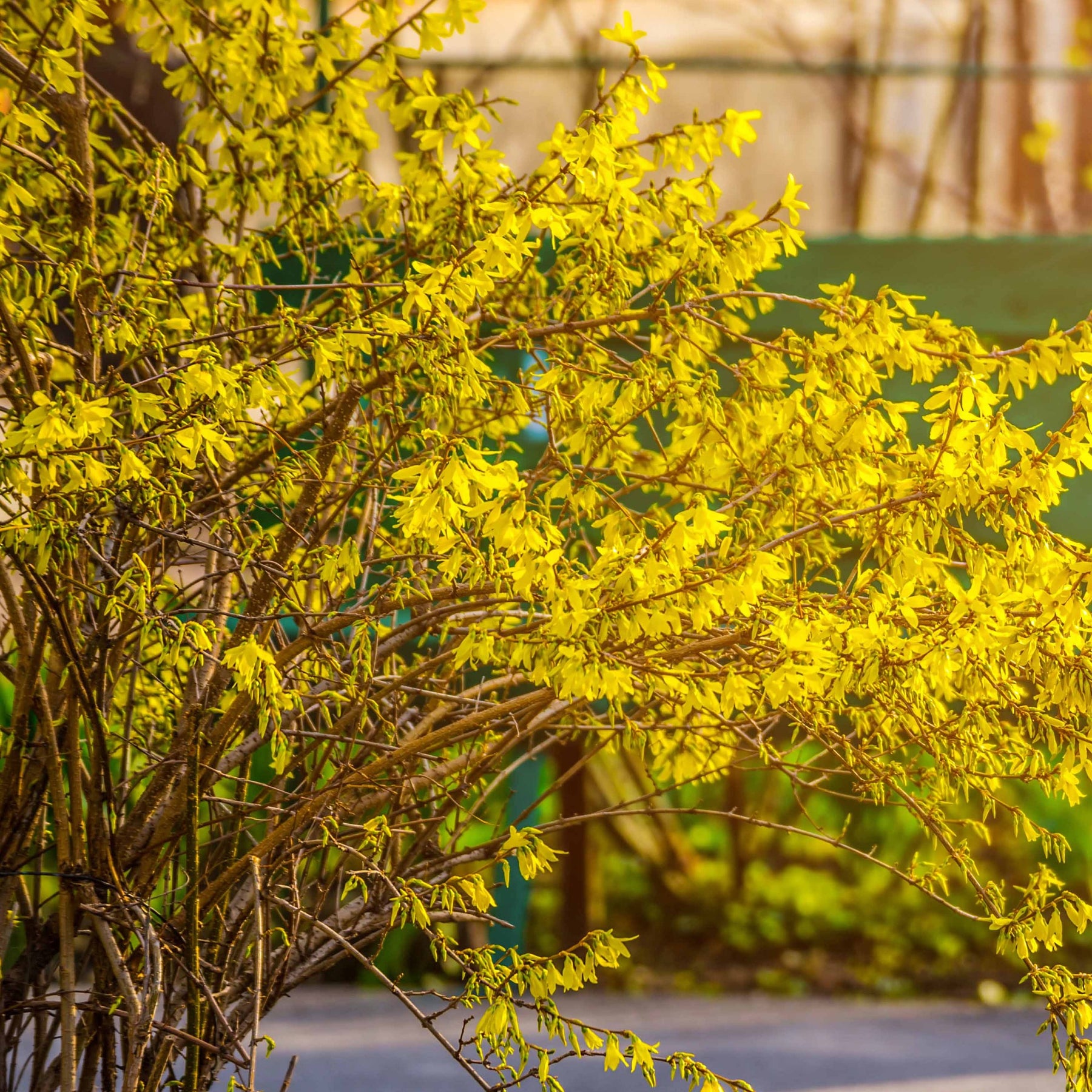 Verkoop Bloeiende en geurende haag - 10 meter (x12) - Syringa vulgaris, Forsythia x intermedia  Spectabilis, Lonicera fragrantissima, Clethra alnifolia, Philadelphus virginal, Rosa rugosa