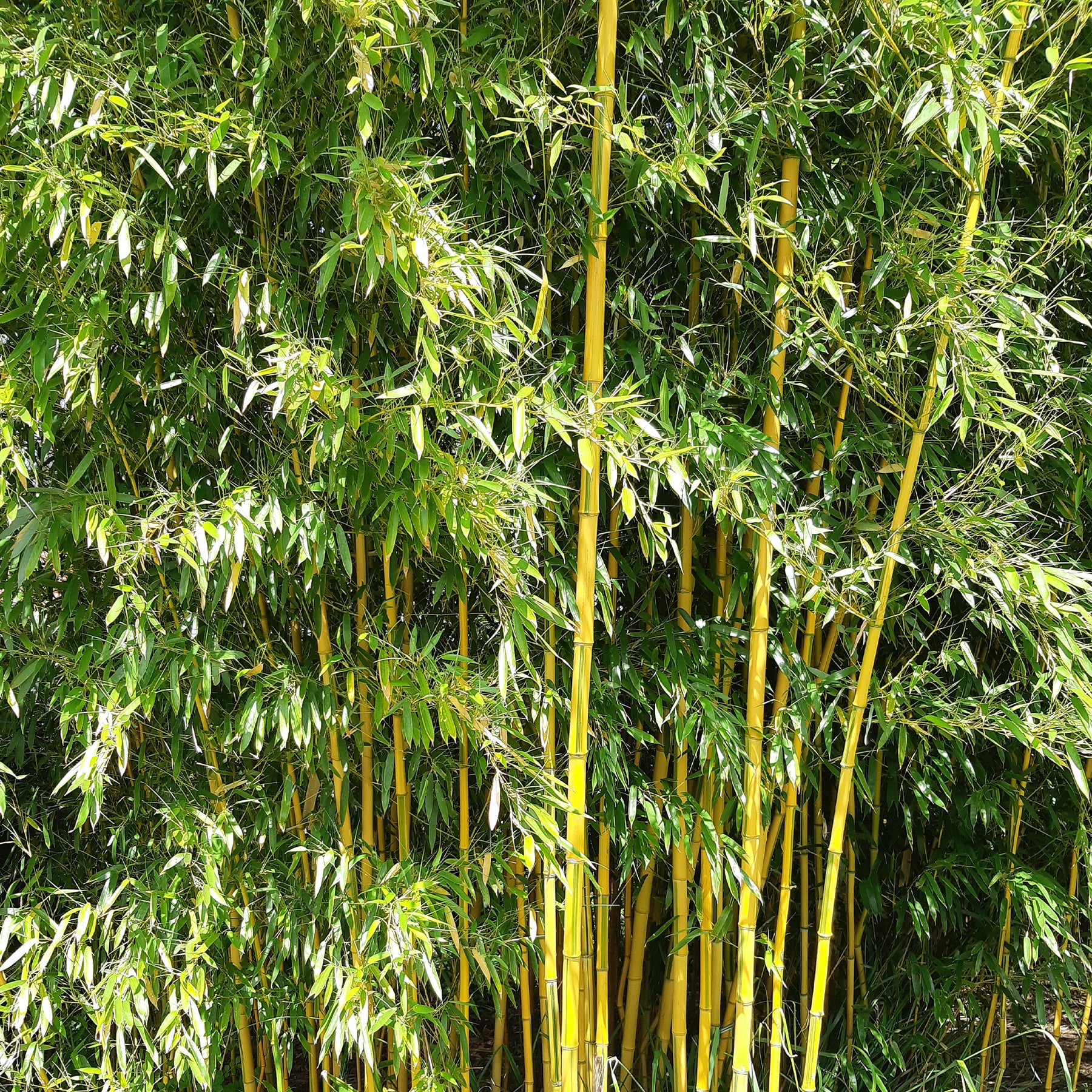 Bamboe - Bamboe Phyllostachys 'Spectabilis' - Phyllostachys aureosulcata spectabilis