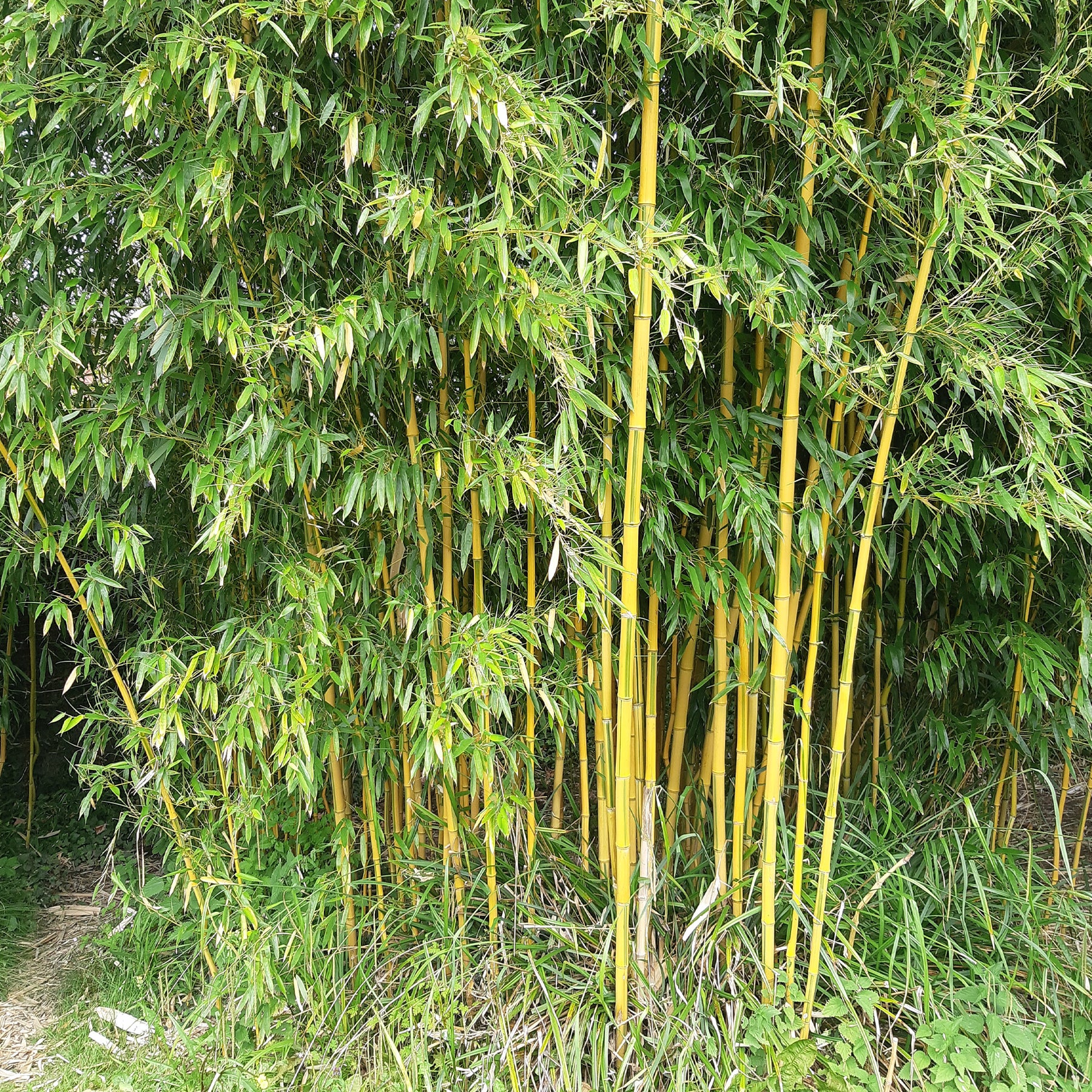 Bamboe Phyllostachys 'Spectabilis' - Willemse