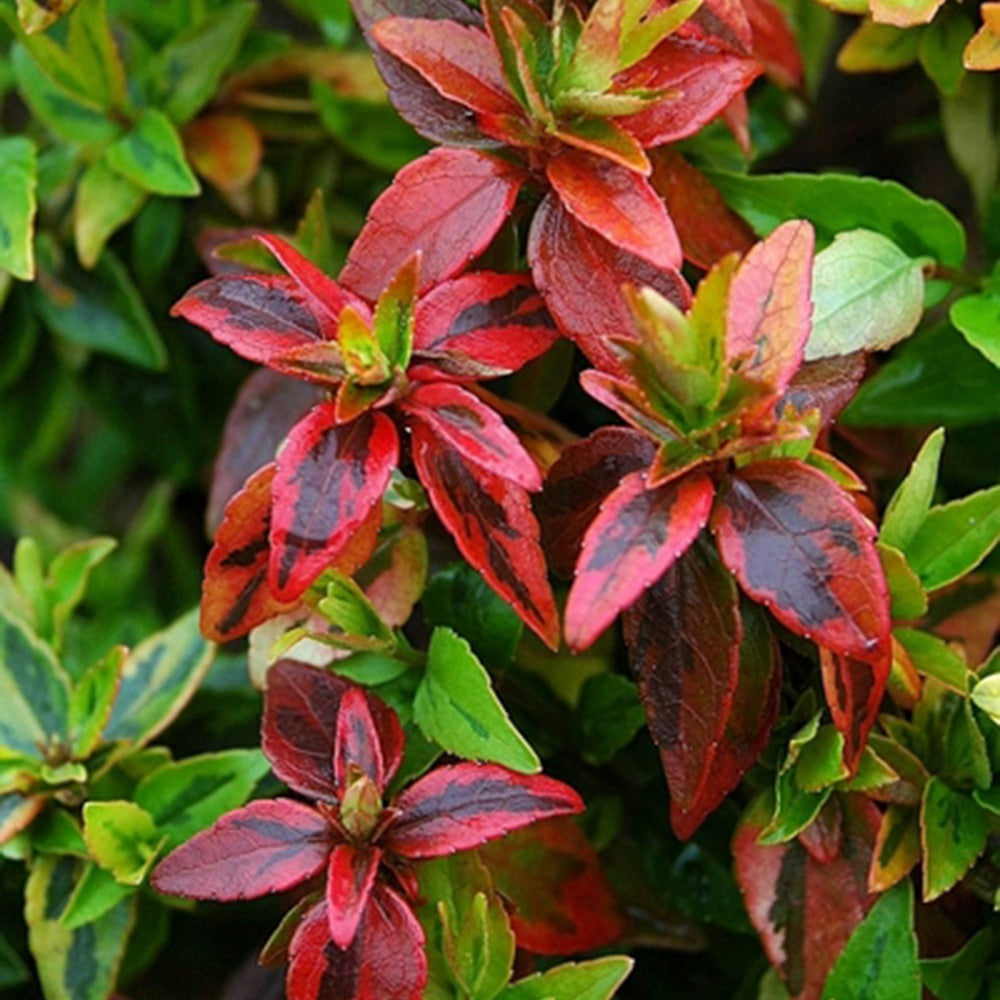 Bonte Abelia