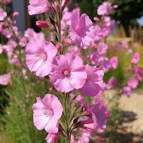 Verkoop Makkelijke vaste planten borderpakket - ca. 1,5 m² - Achillea filipendula, Sidalcea Rosanna, Aconitum arendsii, Astilbe, Lencanthemum superbum Silver Princess, Alchemilla Mollis, Gaillarda Kobold, Dianthus plumarius Fortuna