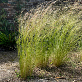 Vedergras - Stipa tenuissima - Willemse