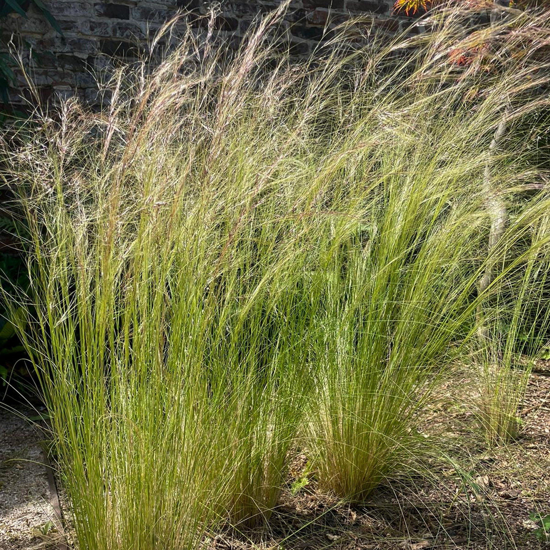 Vedergras - Willemse