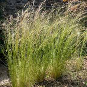 Vedergras - Willemse