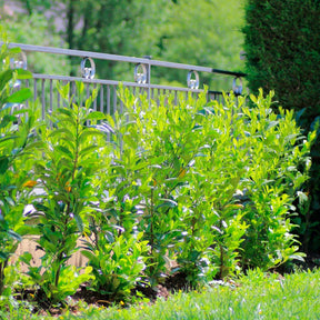 Prunus laurocerasus Caucasica - Laurierkers 'Caucasica' - Bomen