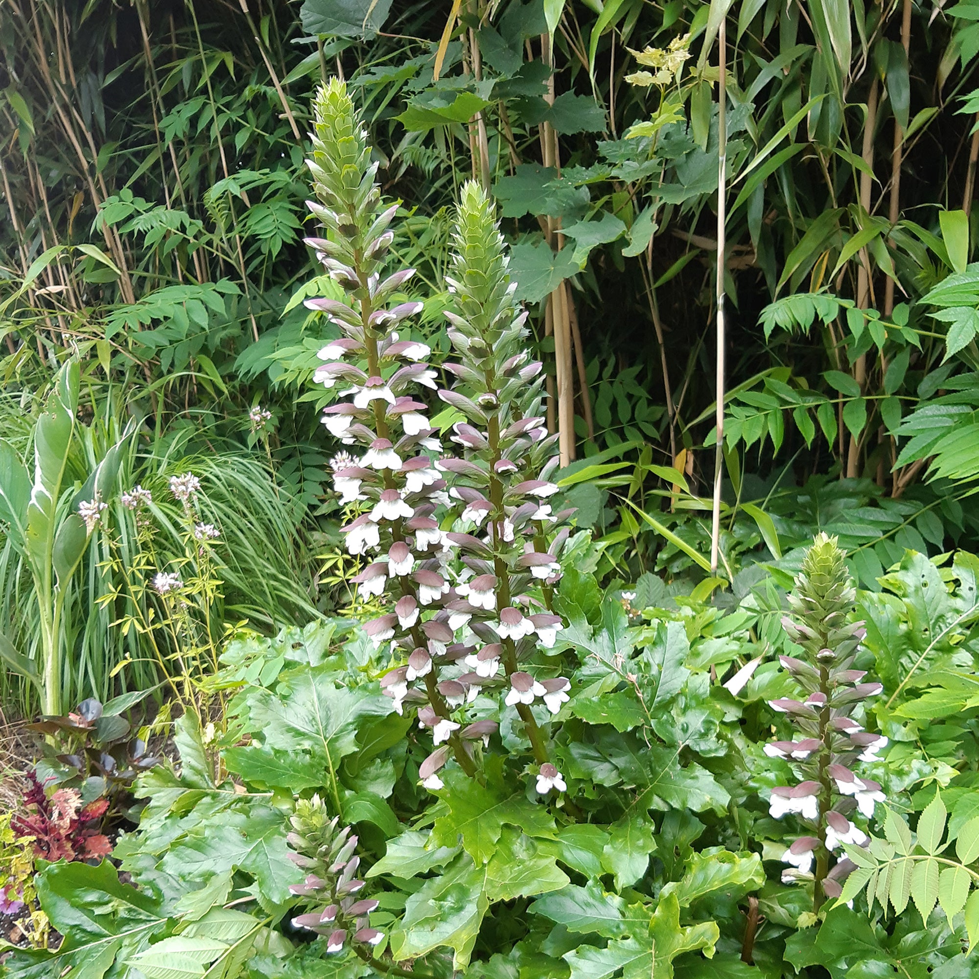 Berenklauw - Acanthus mollis