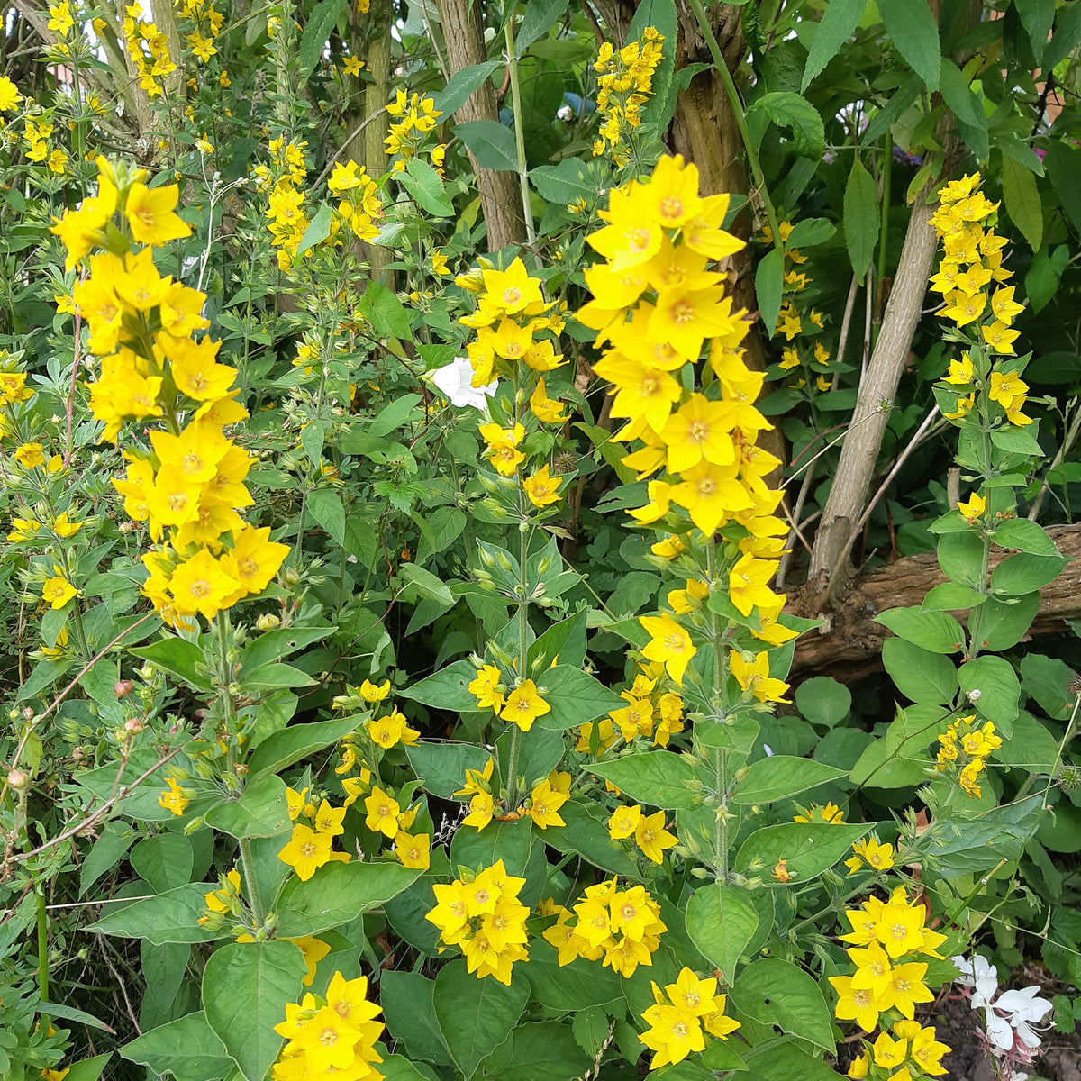 Wederik - Lysimachia punctata - Willemse
