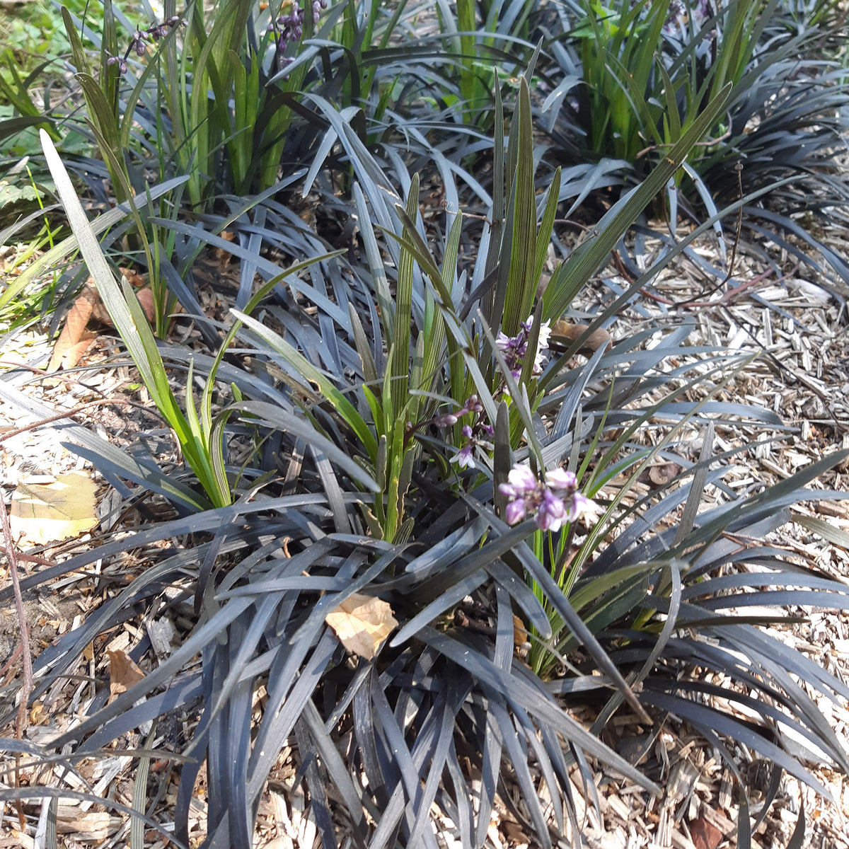 Bodembedekkers - Slangenbaard 'Nigrescens' - Ophiopogon planiscapus Nigrescens