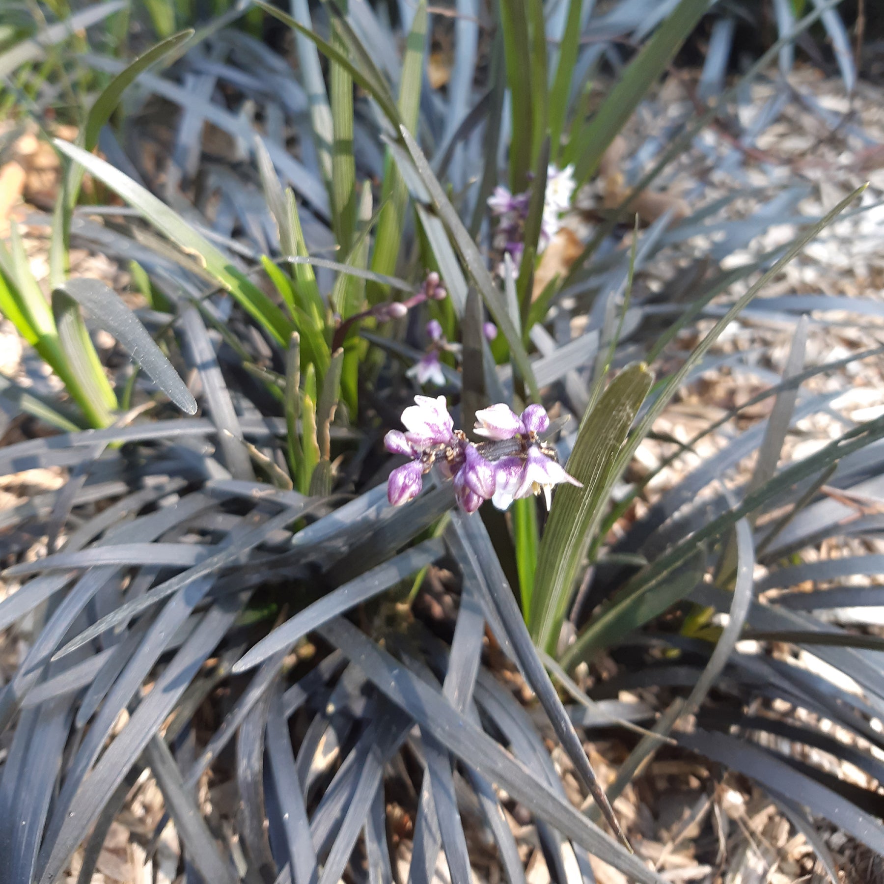 Slangenbaard 'Nigrescens' - Ophiopogon planiscapus Niger - Willemse