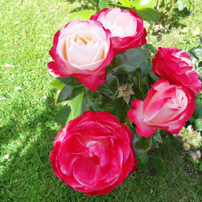 Grootbloemige roos 'Nostalgie' - Rosa Nostalgie ® - Willemse