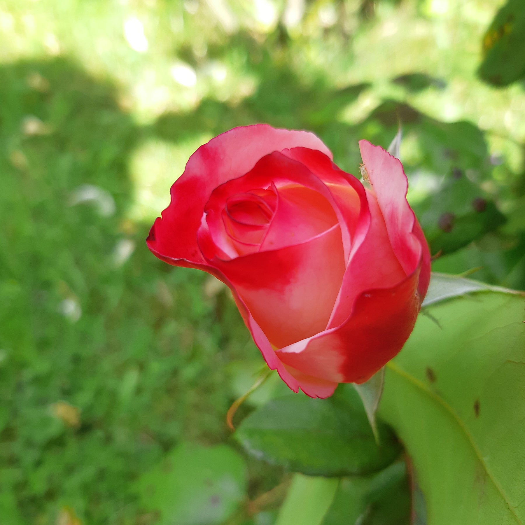 Verkoop Grootbloemige roos 'Nostalgie' - Rosa Nostalgie ®