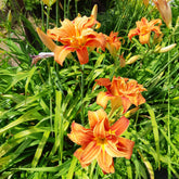 Gevulde Daglelie Flore Pleno