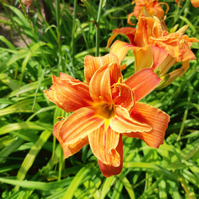 Gevulde Daglelie Flore Pleno