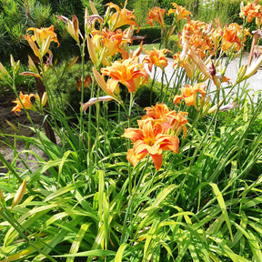 Gevulde Daglelie Flore Pleno - Hemerocallis fulva flore pleno - Willemse