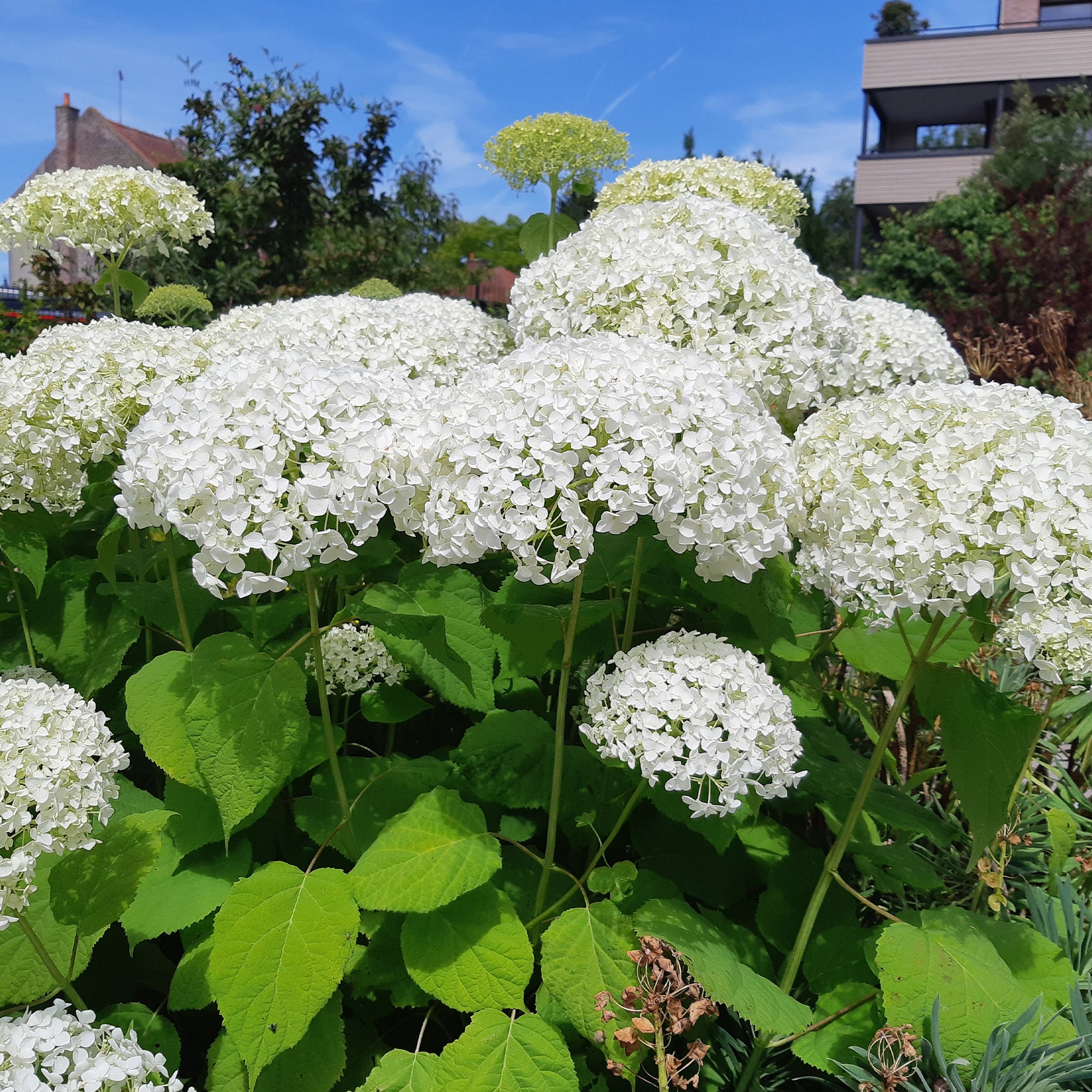 Sneeuwbalhortensia 'Strong Annabelle' - Willemse