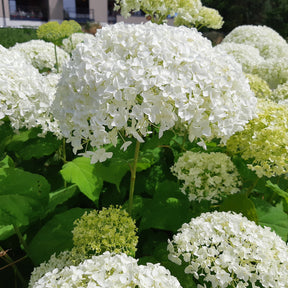 Sneeuwbalhortensia 'Strong Annabelle' - Hydrangea arborescens 'strong annabelle' - Willemse