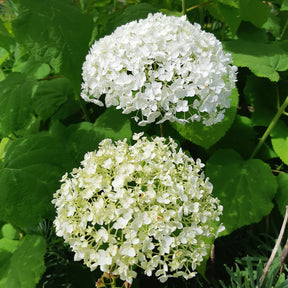 Sneeuwbalhortensia 'Strong Annabelle' - Hortensia - Willemse