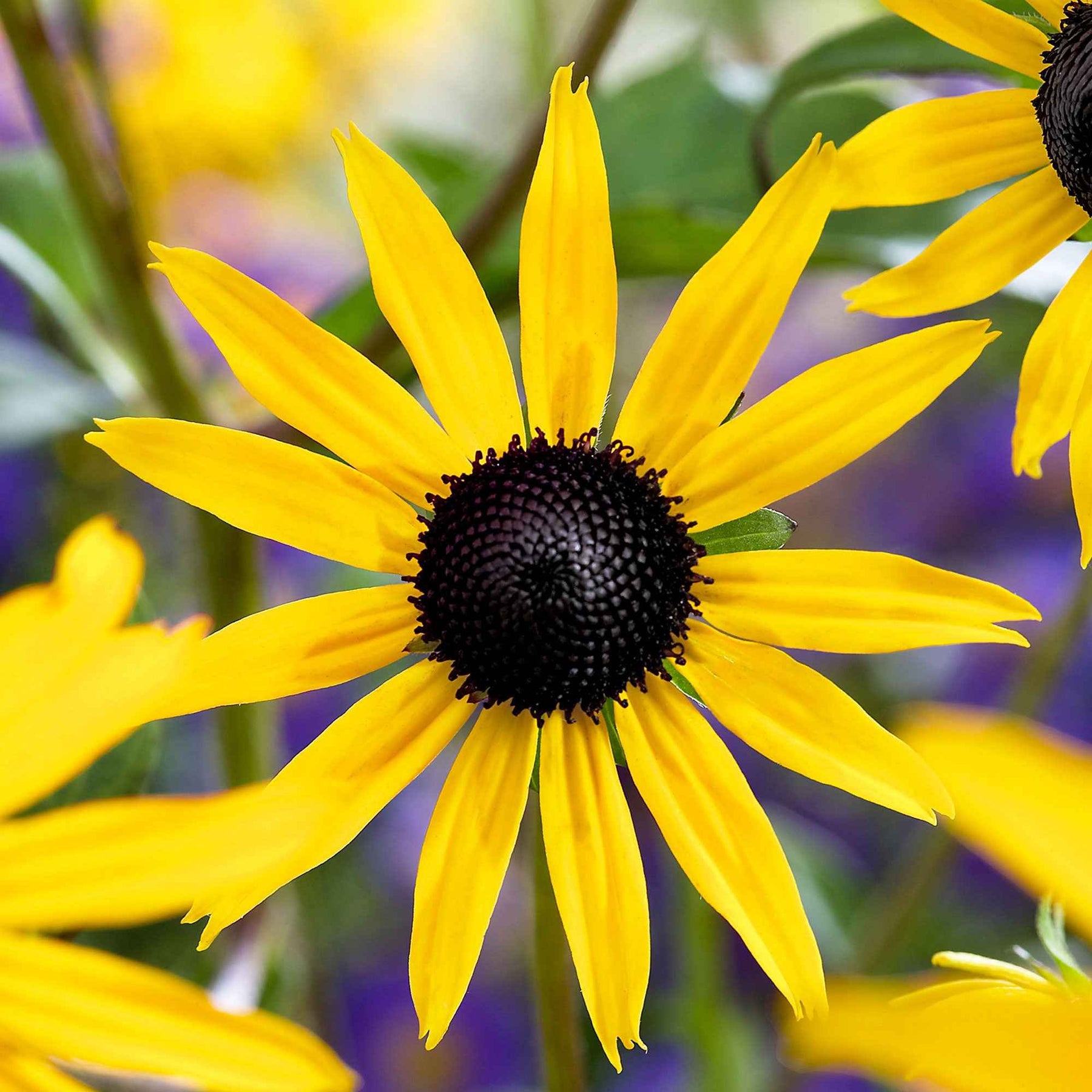 Rudbeckia - Zonnehoed 'Goldsturm' - Rudbeckia fulgida Goldsturm