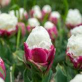 Dubbele IJsroom tulp (x7) - Tulipa Ice Cream - Willemse