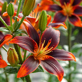 Aziatische lelie Forever Susan (x5) - Lilium Forever Susan - Willemse