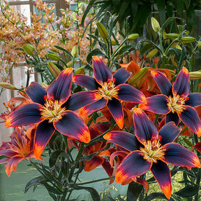 Lilium Forever Susan - Aziatische lelie Forever Susan (x5) - Lelie