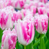 Gefranjerde tulp Huis ten Bosch (x20) - Willemse