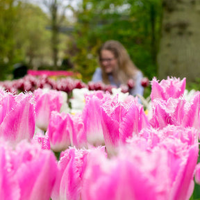 Gefranjerde tulp Huis ten Bosch (x20) - Tulipa Huis ten Bosch - Willemse