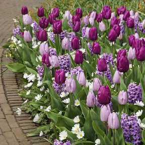 Bloembollen Royal Purple mix (x25) - Willemse