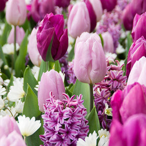 Bloembollen Royal Purple mix (x25) - Hyacinthus, Tulipa, Anemone - Willemse