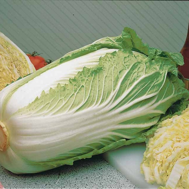 Brassica rapa pekinensis pe-tsai - Chinese kool 'Pe-Tsai' - Koolzaden