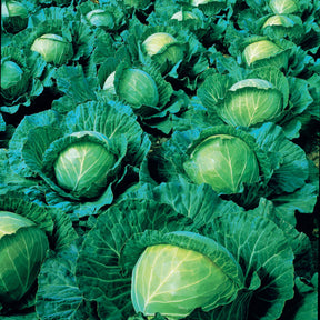 Kool 'Vestri F1' - Brassica oleracea capitata vestri f1 - Willemse