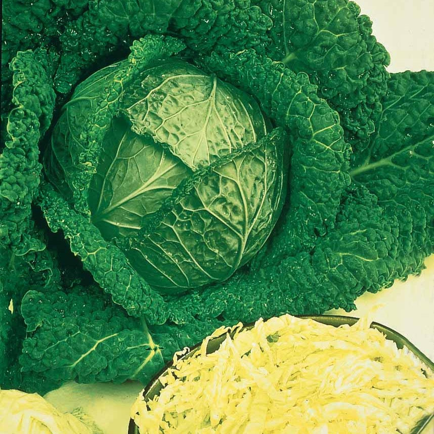 Brassica oleracea sabauda gros des vertus 2 - Savooiekool 'Vertus 2' - Koolzaden