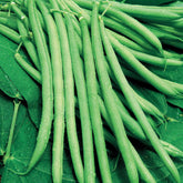 Sperzieboon 'Mangetout Castandel' - Willemse