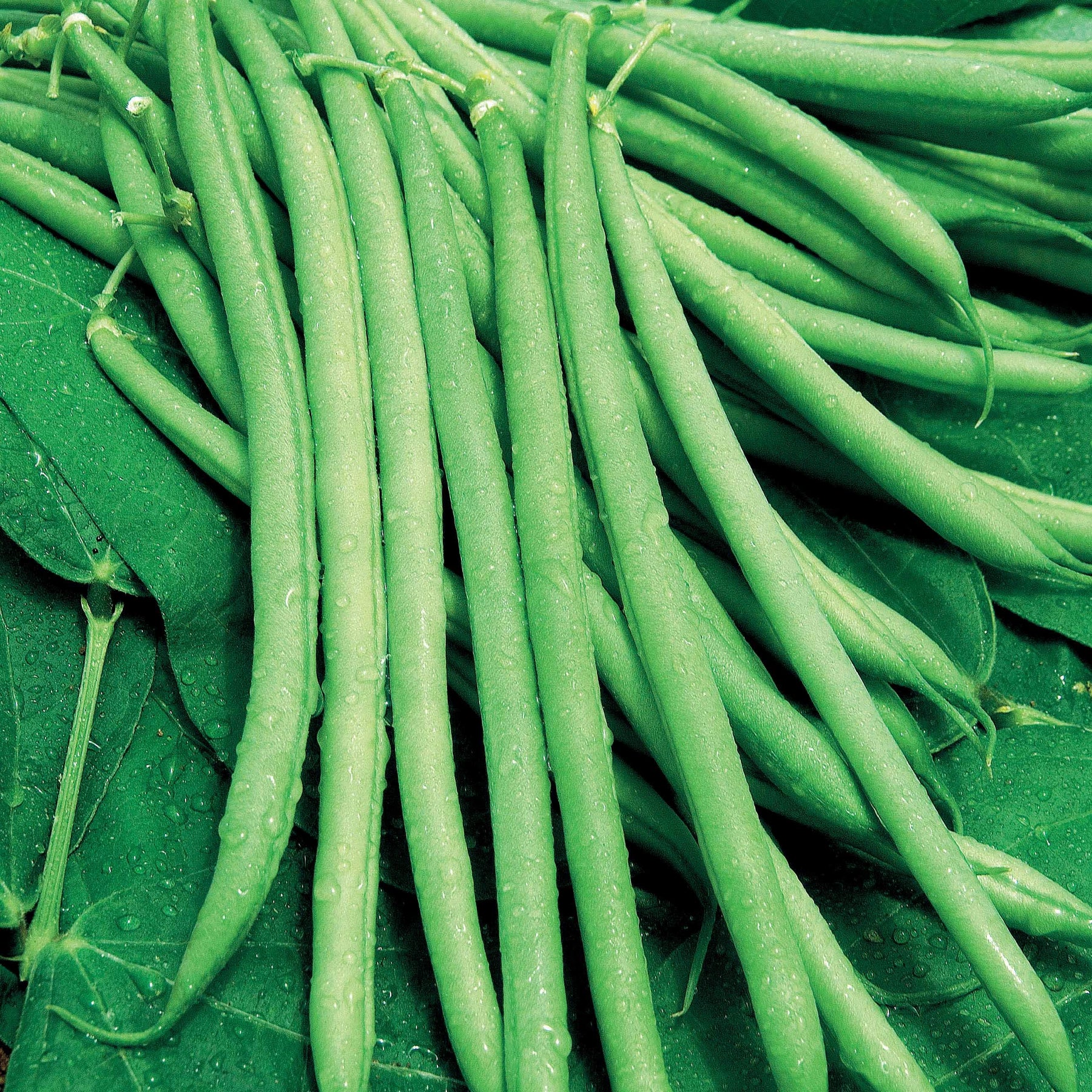 Sperzieboon 'Mangetout Castandel' - Willemse