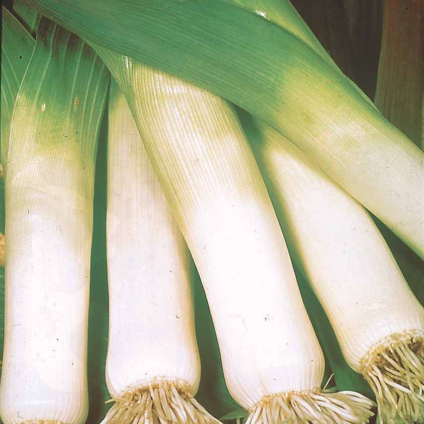 Prei 'Long de Nice' - Allium porrum long de nice 2 - Willemse