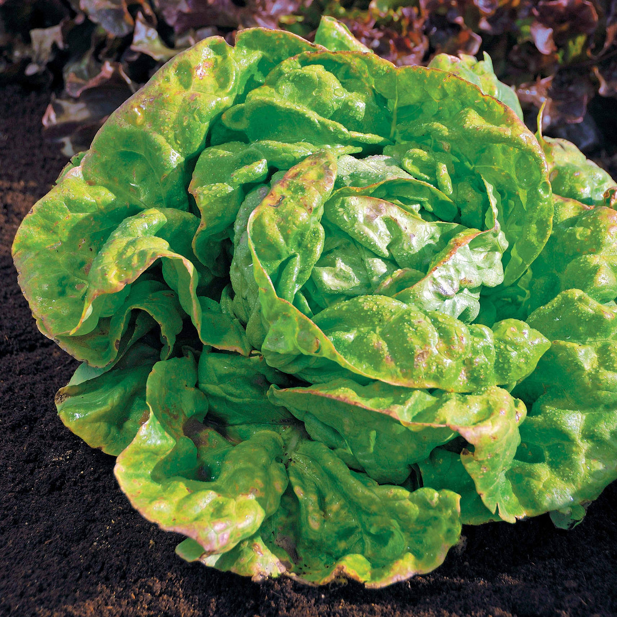 Kropsla 'Reine de Mai' - BIO - Willemse