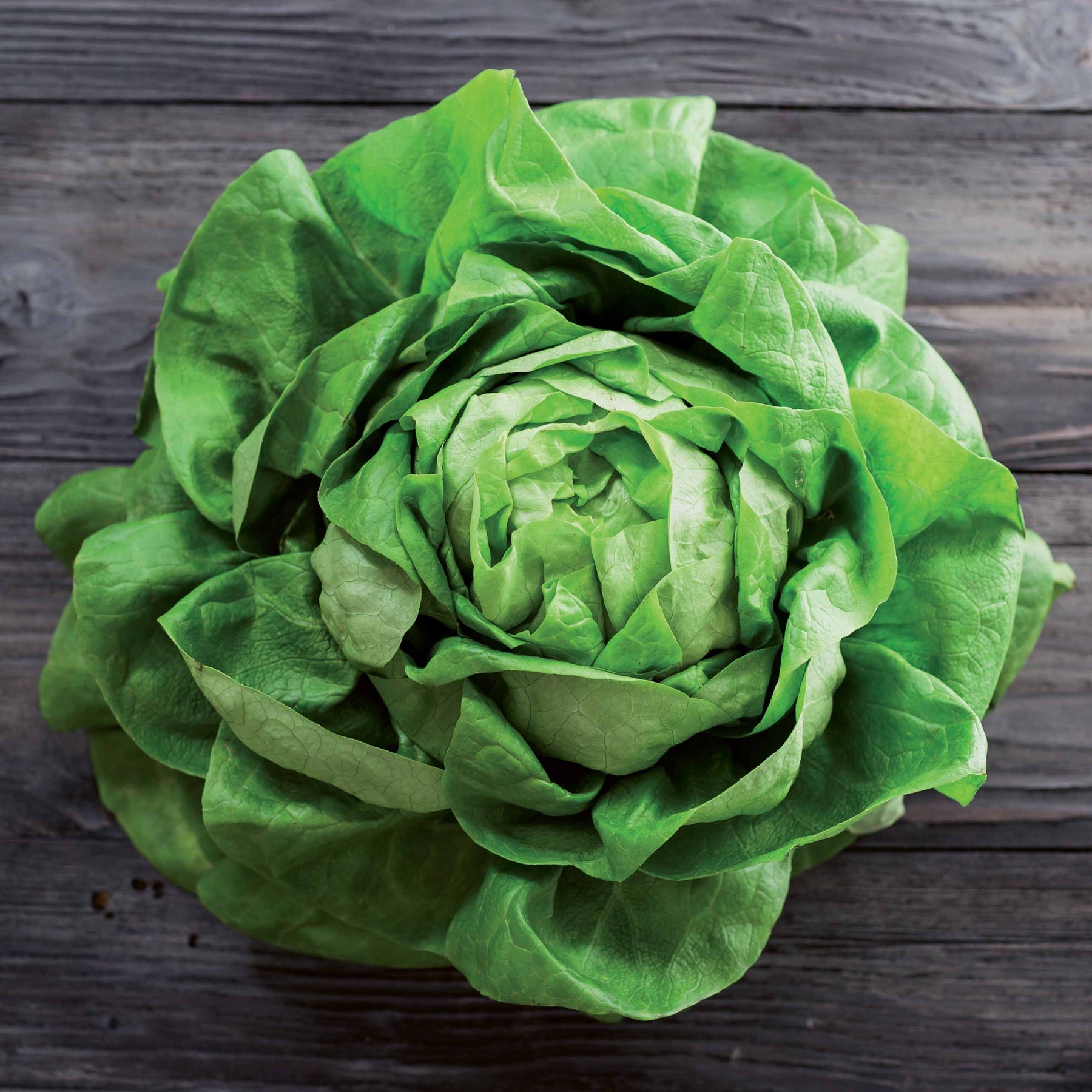 Kropsla 'Rigoletto' - Lactuca sativa rigoletto - Willemse