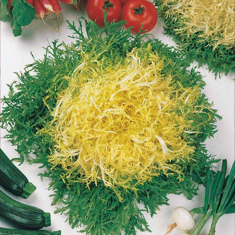 Cichorum endivia crispum fine de louviers - Krulandijvie 'Fine de Louviers' - Cichorium - Cichorei