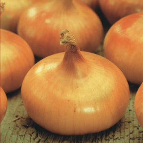 Allium cepa Paille des Vertus - Gele ui 'Paille des Vertus' - Uien