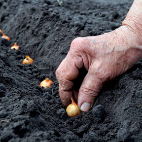 Allium cepa Paille des Vertus - Gele ui 500 gram bloembollen - Uien