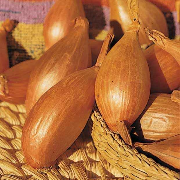 Uien Mix 'Hâtif Paris', 'Vertus', 'Brunswick', 'Zebrune'