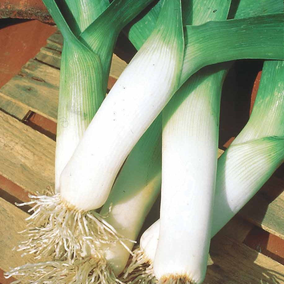 Winterprei 'Saint Victor' - Allium porrum d'hiver de saint victor - Willemse