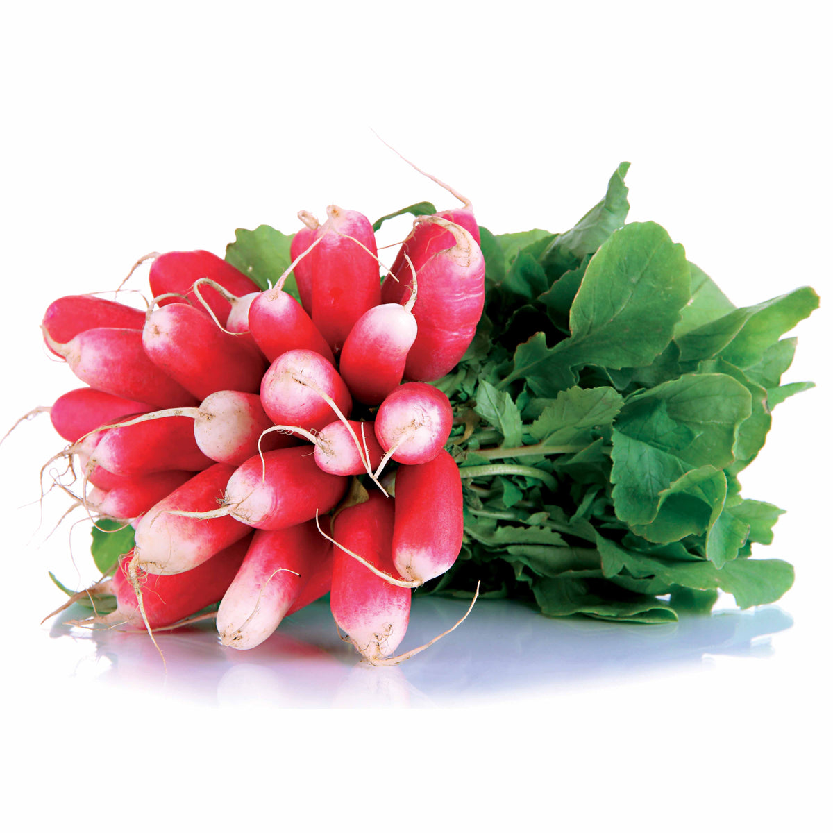 Radijs '18 Jours' - BIO - Willemse