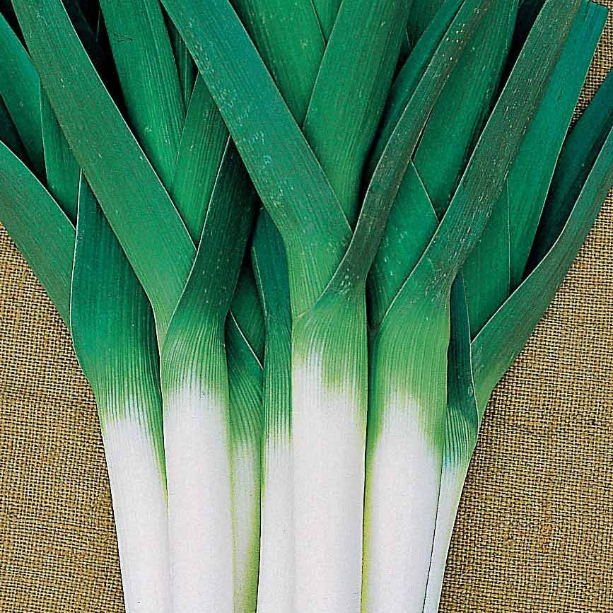 Prei 'Amor' - Willemse