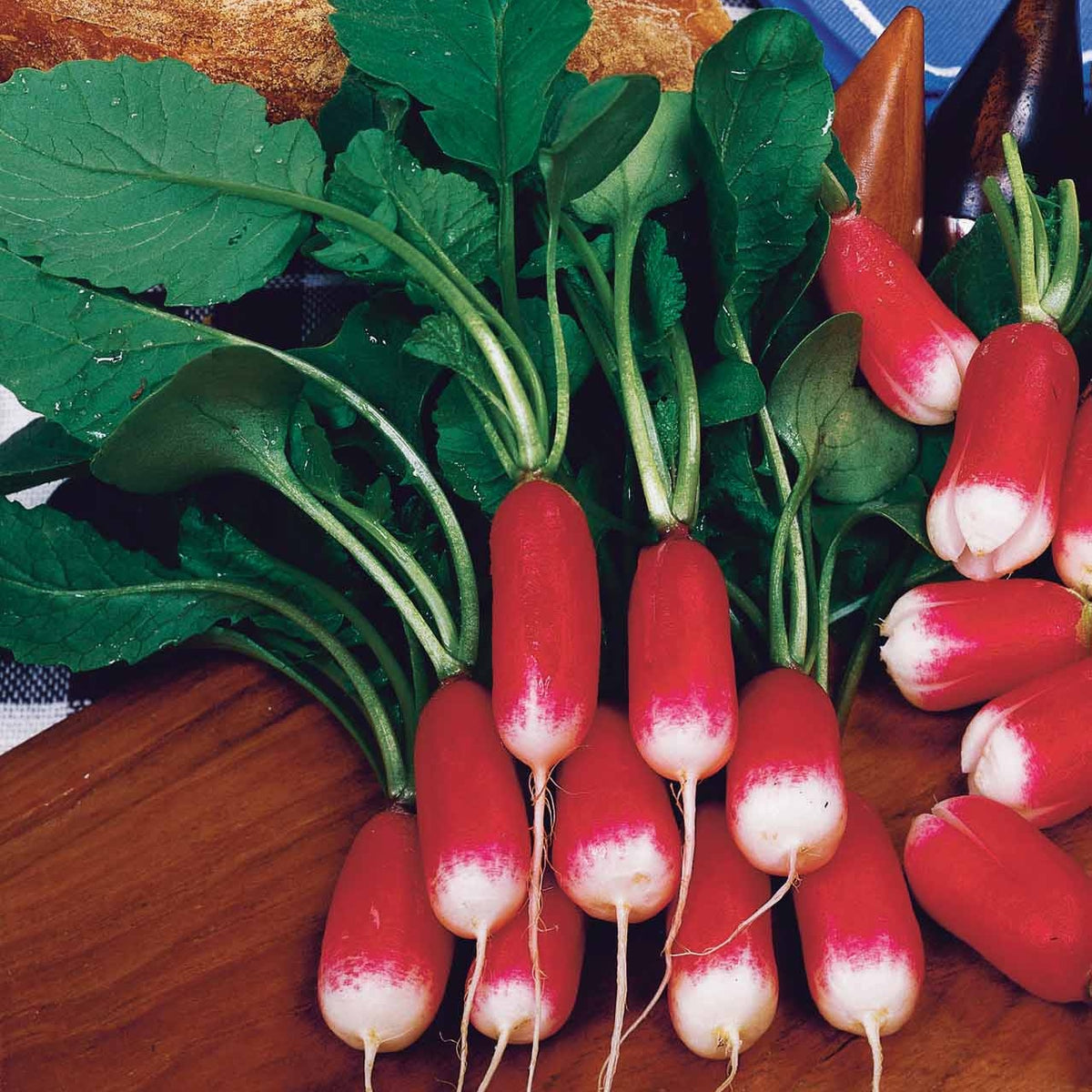 Radijs 'Bamba' - Willemse