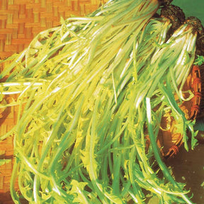 Witlof 'Barbe de Capucin' - Willemse