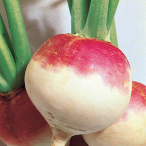 Knolraap 'Norfolk' - Brassica rapa norfolk - Willemse